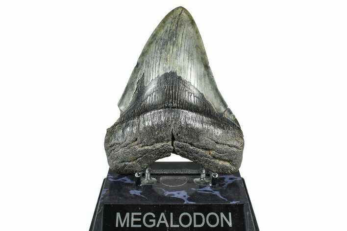 Fossil Megalodon Tooth - South Carolina #371768